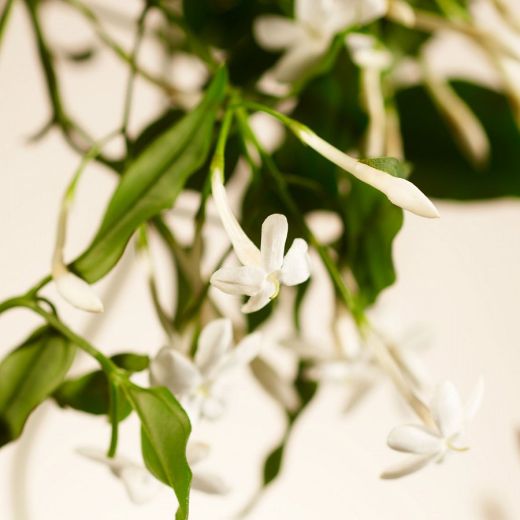 RITUALS Sweet Jasmine Home Perfume