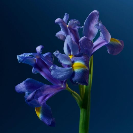 CALVIN KLEIN CK One Night Essence Parfum Intense