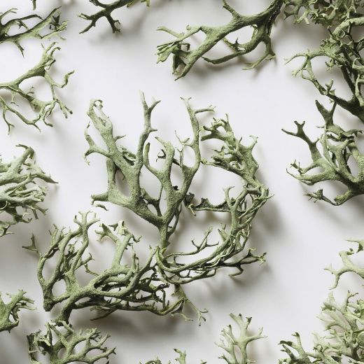 RALPH LAUREN Polo Big Pony 1