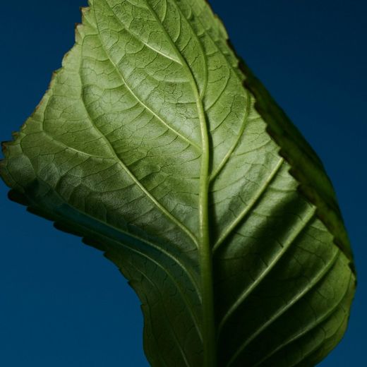 CALVIN KLEIN CK One Night Essence Parfum Intense