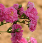 Roze