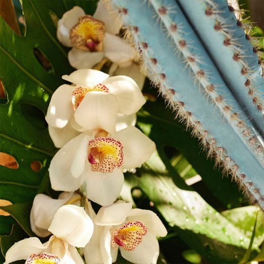SOL DE JANEIRO Refresco Paraíso Perfume Mist