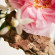 CHLOÉ Eau de Parfum Naturelle