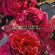 GUERLAIN Aqua Allegoria Rosa Rossa Forte EDP