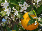 Apelsīna ziedi