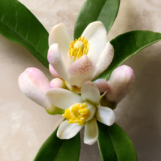 GUCCI Guilty Absolu De Parfum Pour Homme