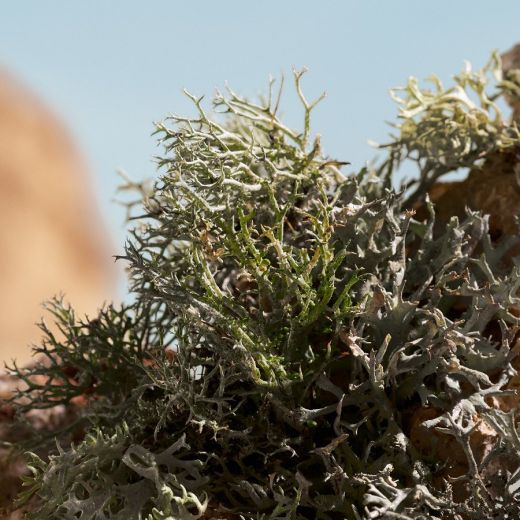 DOLCE&GABBANA Q Elixir