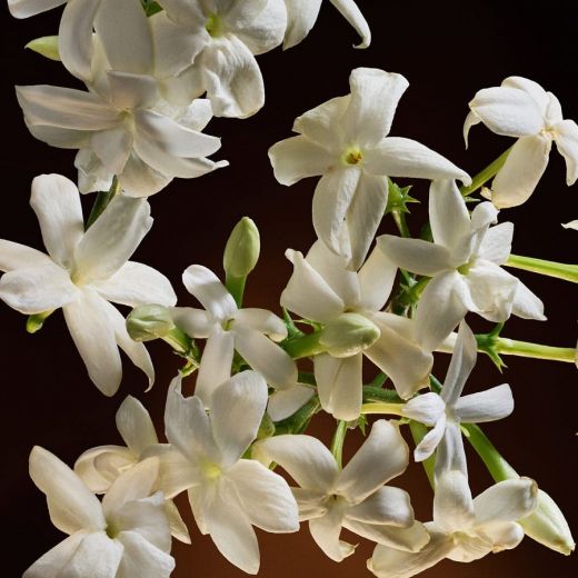 DOLCE&GABBANA The One Eau De Parfum Intense