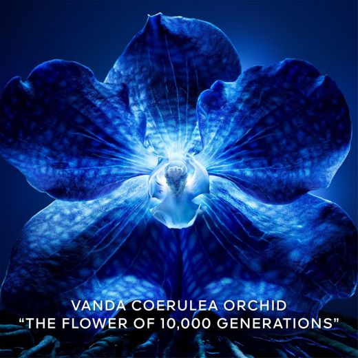 GUERLAIN  Orchidée Impériale The Longevity Concentrate Refill