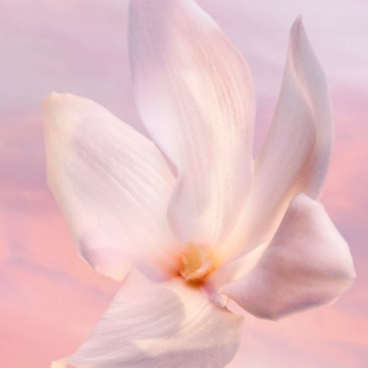 LANCÔME La Vie Est Belle Vanille Nude