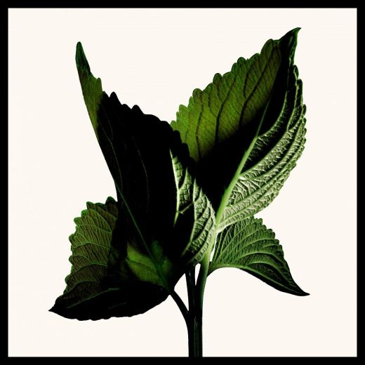 TOM FORD Black Orchid Reserve Parfum