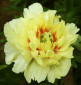 Peonija