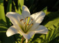 Lilija